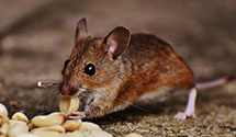 24 Hour & Emergency Exterminators in Dennys Corporation, SC